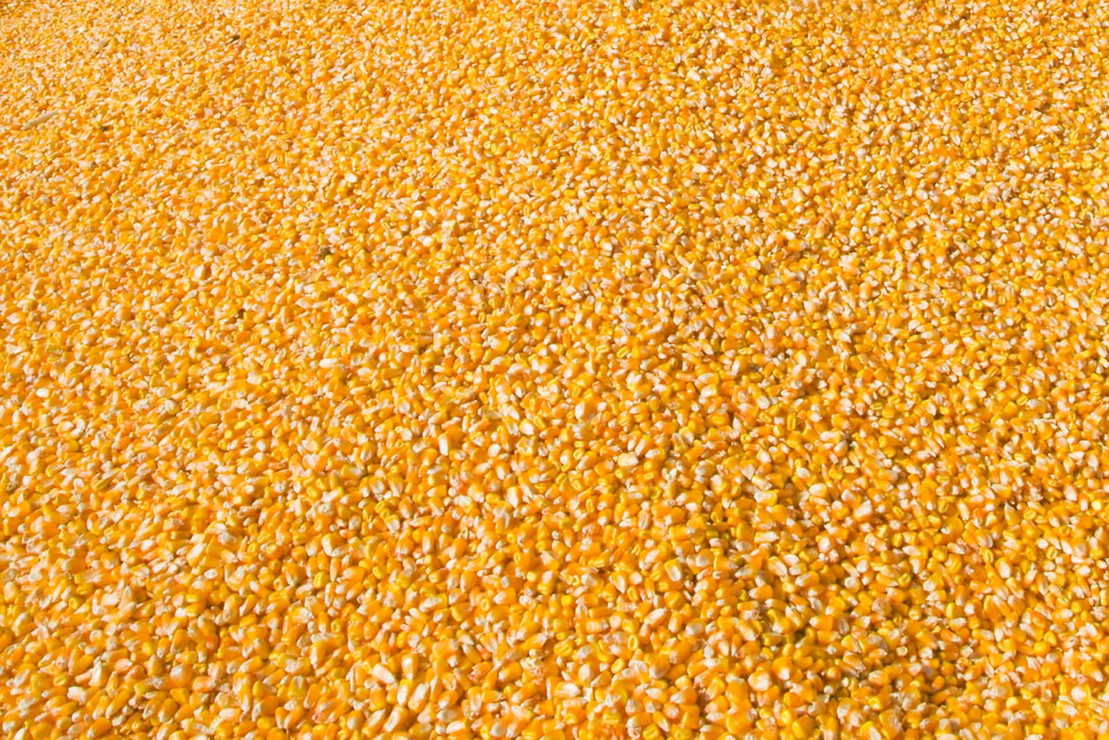 grains maïs