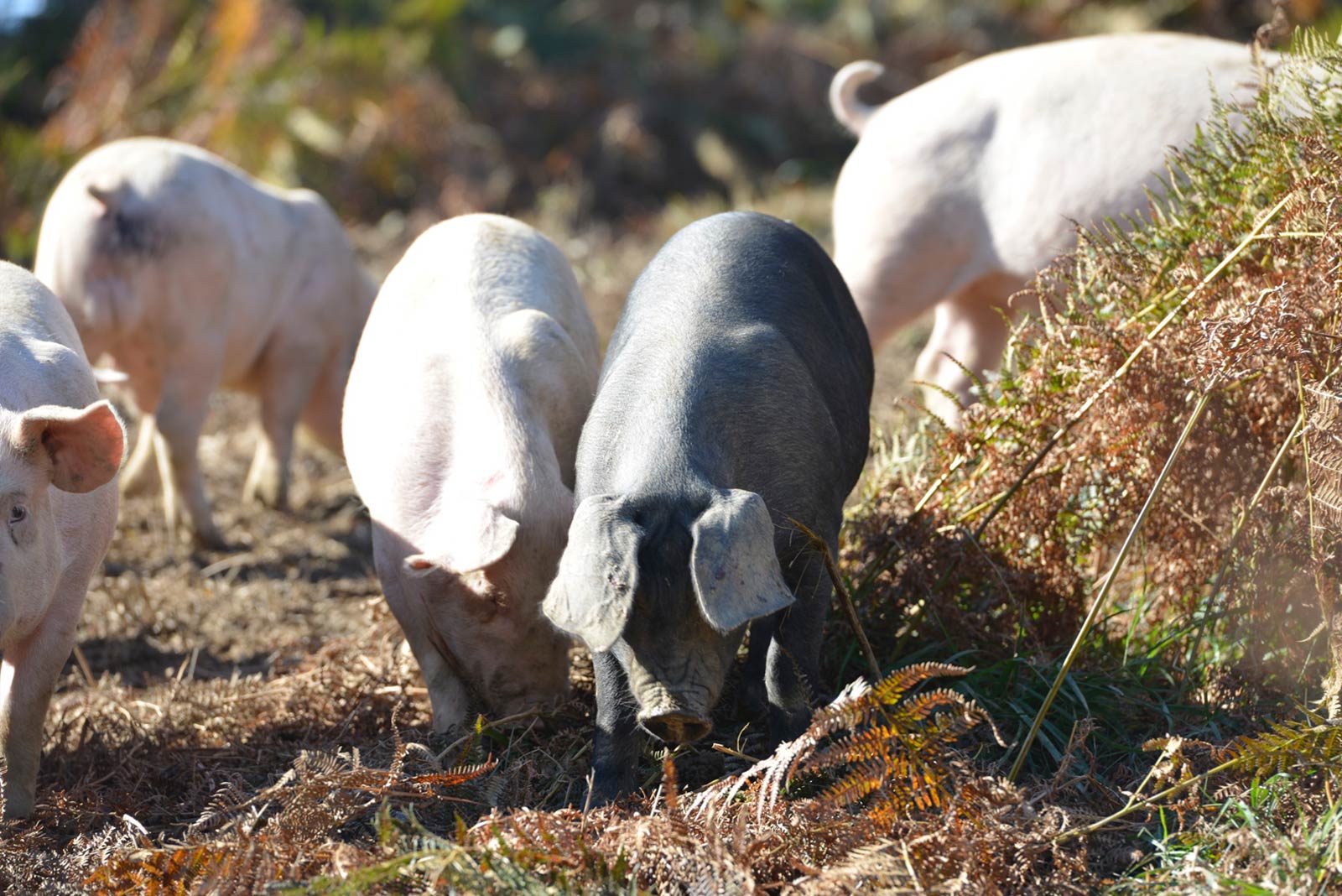 porcs fermiers plein air