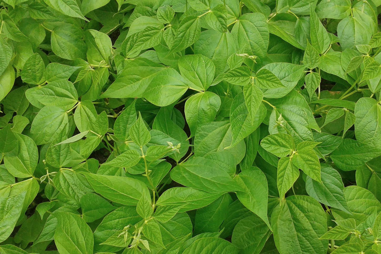 production de legumes