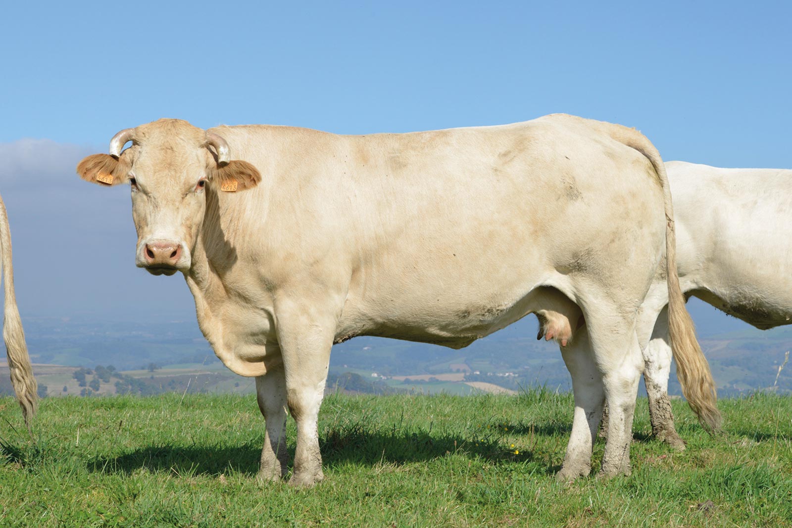 filiere bovine