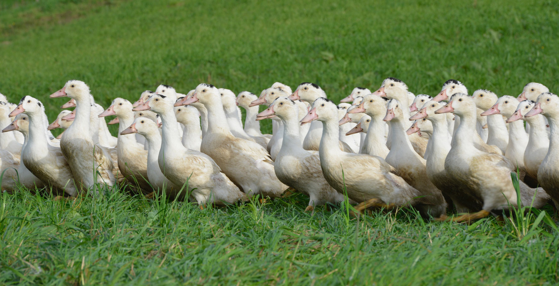 Photo canards