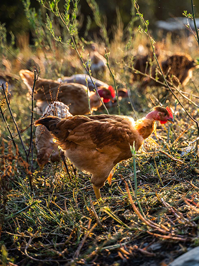 Poulets Baserri Aldabia