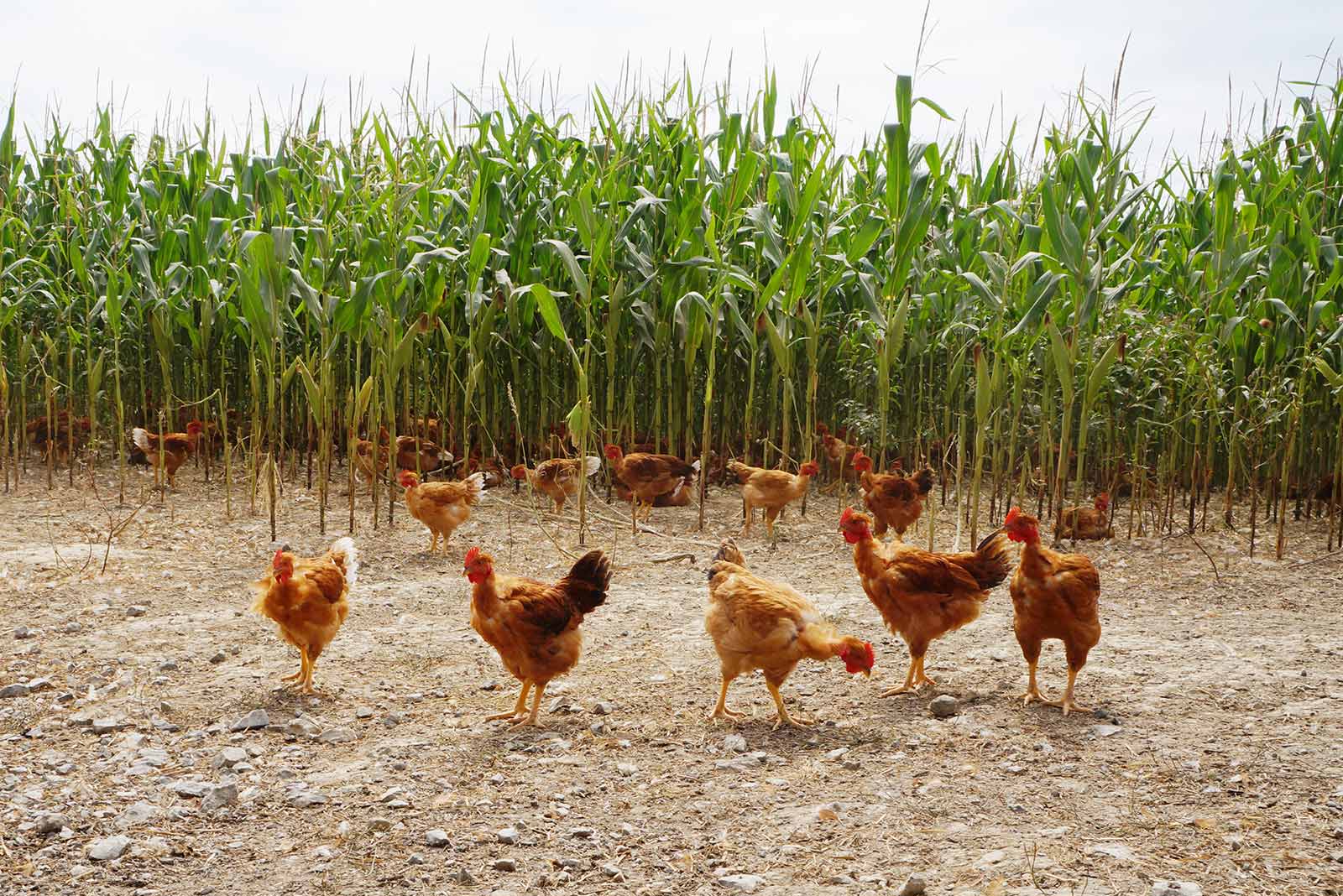 Poulets plein air