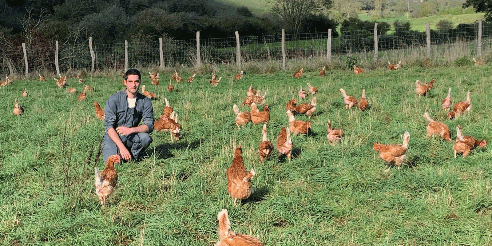 Campagne d'adoption de poules Gamm Vert